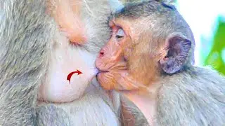 Cute Big Head Monkey Drinking Sweet Milk From Mom MALIKA-Good Health MIRA Sleeping With Milk.