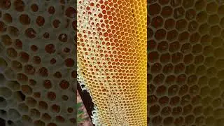 This is Young Honey But Still The Best of The Year #beekeeping #beekeeper #workerbee #honey