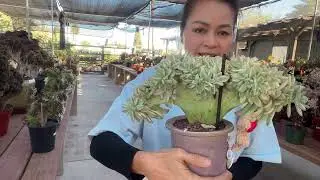 Aeonium crest are sale on 01/13/2026 at Mimi’s nursery 714-489-1876