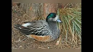 Chiloe Wigeon (Mareca sibilatrix) beautiful duck bird call sound and pictures @volcanoofbeauty5481