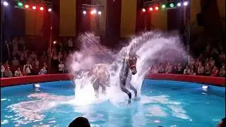 A Majestic Horse in Circus