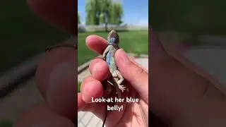 Blue belly lizard baby!