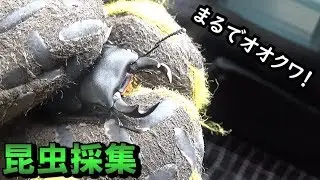 【カブトムシ・クワガタ】2019年のカブクワ採集について【昆虫採集】