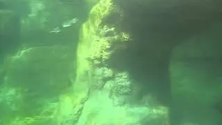 Penguins swimming underwater
