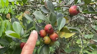 Клубника и гуава сейчас прекрасно растут.