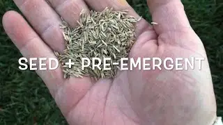 Grass Seed + Pre-Emergent???