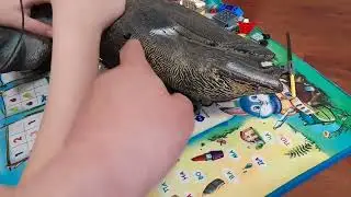 Ремонт чучел уток