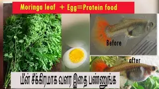 Homemade make high protein fish food.| Tamil|Price of KK