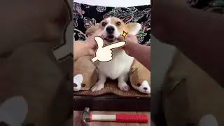 兇性生猛的柯基