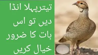 teetar ka pehla anda kis bat ka khial kren | partridge first egg care
