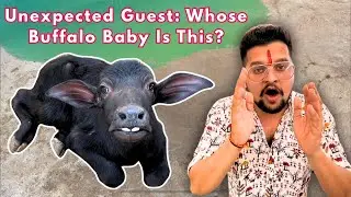 Unexpected Guest: Whose Buffalo Baby Is This?😂🤣#baawalechorecows #cowsvlog #buffalo #buffalobaby