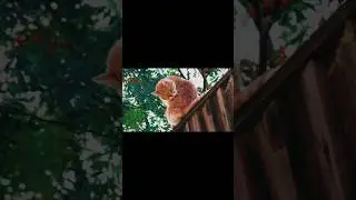 Adventurous Cat on the Fence | Funny Cat Moments 2024
