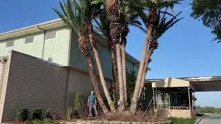 Monster Reclinata Hybrid/Large Specimen Trees For Sale/Large Trees and Palms For Sale
