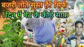 Budgies Ki Deworming Kaise Kare | बजरी तोतों के पेट के कीड़े साफ़ करने का सही तरीका 🦜💊🌾