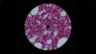 Body In The Bassline | Retro Funk & Soulful House Mix, Feel-Good 90s Grooves & Disco Vibes for Mood
