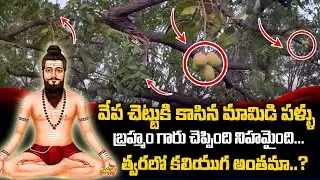 Mystery of Mangoes Growing on Neem Tree | వేప చెట్టుకు మామిడి పండ్లు.. | Mangoes in Neem Tree