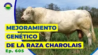 605. Mejoramiento gen&eacute;tico de la raza Charolais