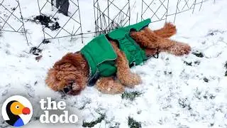 Narcoleptic Dog Falls Asleep Every Time He's Happy | The Dodo