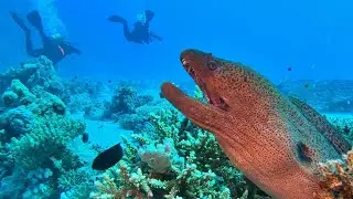 Discovering the Hidden World of Moray Eels in the Maldives