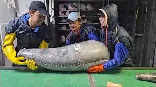 Proses pengangkatan Ikan bakalo... #kapal #kapallaut #kapalbesi #fishing