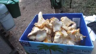 Life Joy Adventures: Going for the Fungi