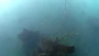 Diving with Perch