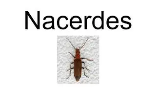 Nacerdes