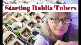 Starting Dahlia Tubers in my Seed Room for Earlier Blooms