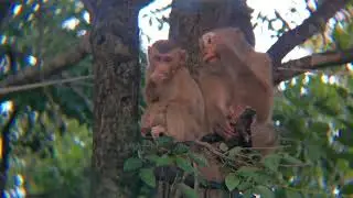 Real Jungle Life Nature of Wild Monkeys #monkey #adventure #forest #animals #monkeylove #mountains