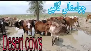 Desert cows | cholistani cows | cows |