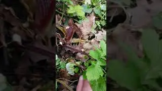 Common Hogweed. First Foraging vid.  Some info. about best wild plants, for food.