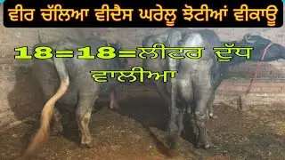 ਫੋਨ 7837073150 ਵੀਰ  ਕੋਲ ਚੰਗੀਆ ਝੋਟੀਆ  ਨੀਲੀ ਰਾਵੀ ਮੋਹਰਾ ਨਸਲ ਦੀਆ  