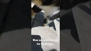 Leg whiskers