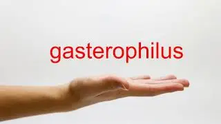 How to Pronounce gasterophilus - American English