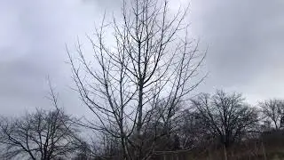 Jak na správný řez Oskeruše? Radkův sad
