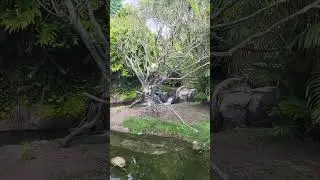 Look At The Lemurs! #waltdisneyworld #animalkingdom #disneyworld #animals #fun #experience