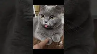 hello my fend #pets #cute #trending #cat #funny #viral #shorts