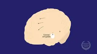 Understanding pain neural circuits in a mouse model of depression