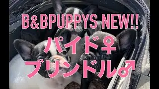 フレンチブルドッグ子犬情報 B&BFRENCH