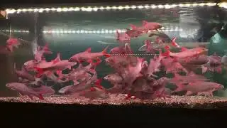 C&aacute; Ngựa Lửa.( full-red Mahseer ) Tor Sinensis. Malay Full-red. Ken Nhi Shop.