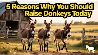 5 Reasons Why You Should Raise Donkeys Today