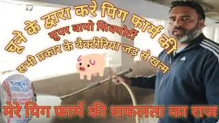 चूने से करे अपने पिग फार्म को बायो क्लीन#bio security very important for all pig farm#indian pig frm