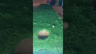Maltesers will it putt!!! #minigolf #funny #challenge #willitputt #shorts