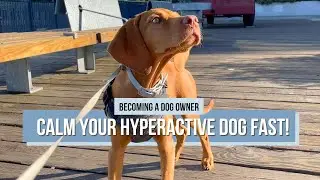 Proven Tips to Manage Your Hyperactive Dog | Expert Dog Training Guide