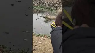 Tateri hunting with slingshot tips #ytshorts #shorts #youtubeshorts #trending #tips