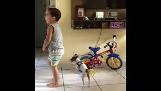 Pinscher brincando com seu parceiro 🐶
