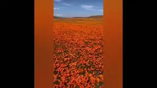 Discover the beauty of Antelope Valley California Poppy Reserve #naturelovers #exploremore
