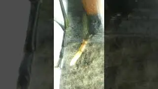 Beetle Lays an EGG 🥚