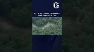 Pet owners warned of harmful algal bloom at New Jersey Park
