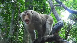 Barnum Faces With Big Males Of Amber troop